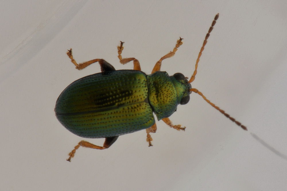 Chrysomelidae:  Crepidodera cfr. fulvicornis